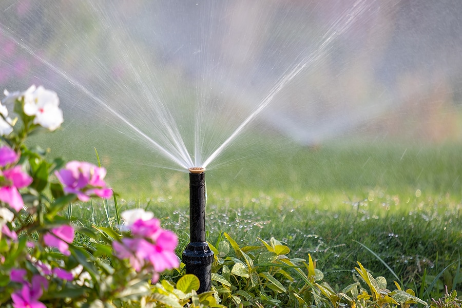5 Tips for Crafting the Perfect Watering Schedule