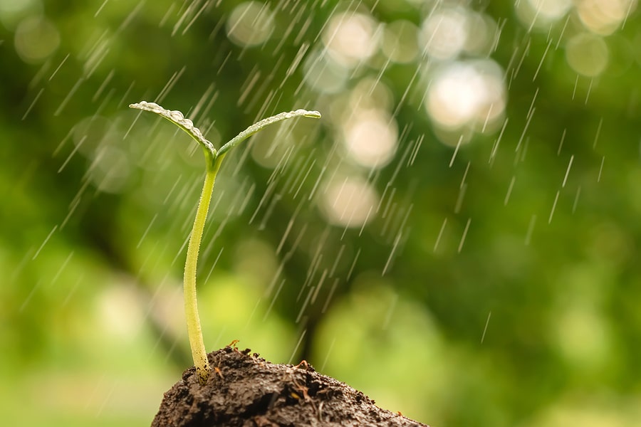 Why You Shouldn't Water the Lawn During a Storm